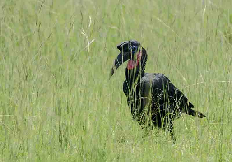 Abissinian Ground Hornbill - parque nacional de las cataratas Murchison - Uganda 2.jpg
